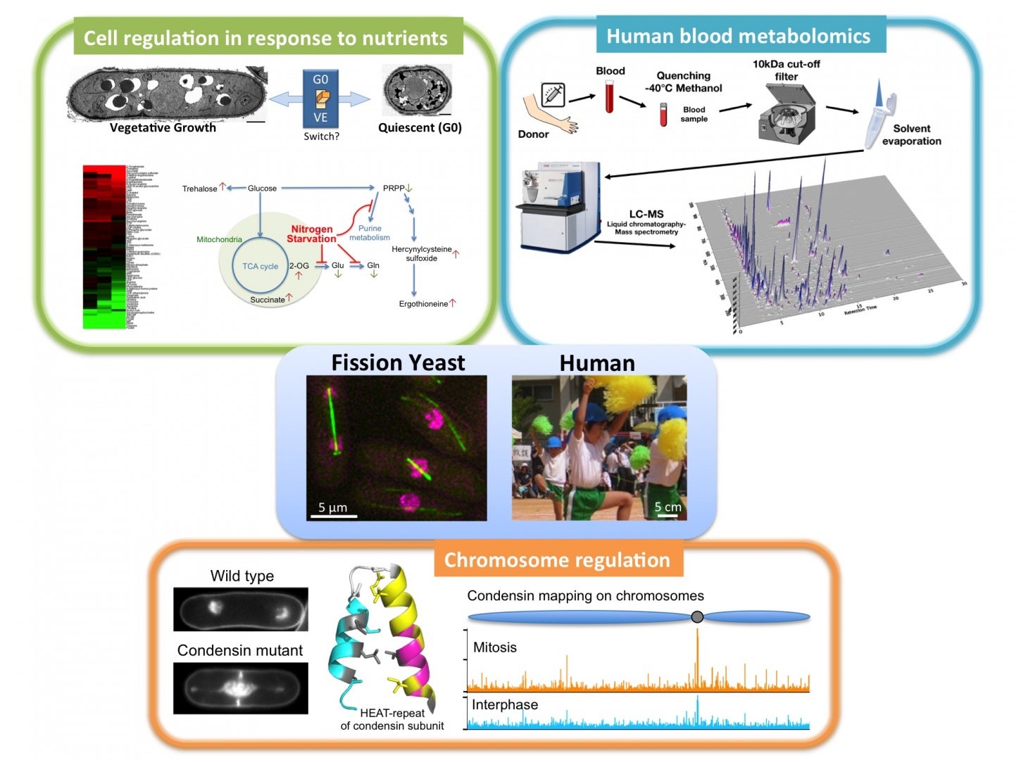 G0 Cell Unit Mitsuhiro Yanagida OIST Groups